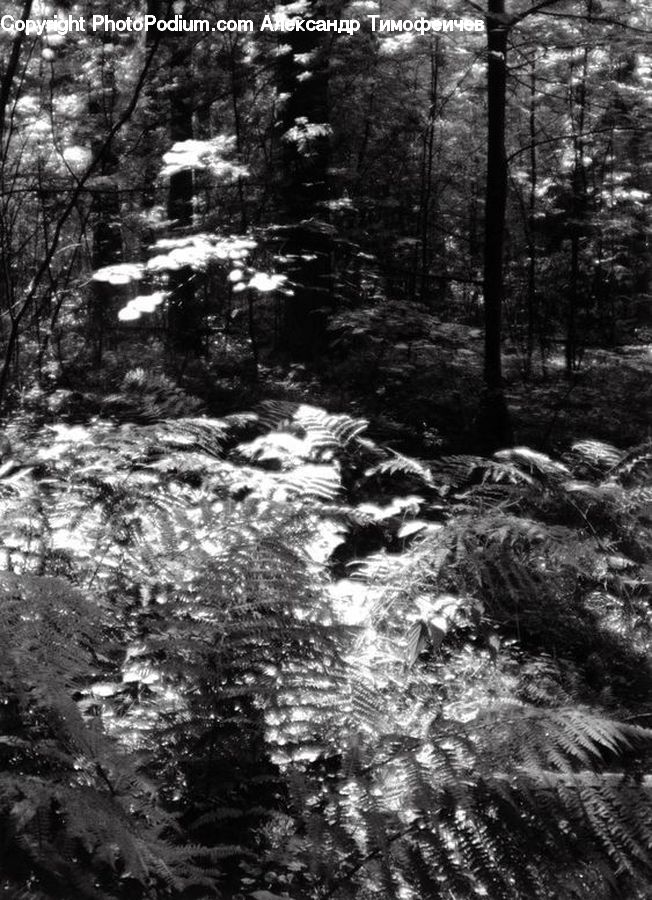 Forest, Vegetation, Grove, Land, Outdoors, Creek, River