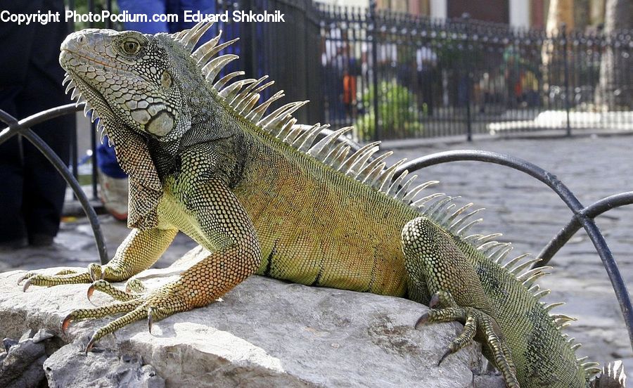Iguana, Lizard, Reptile, Plant, Potted Plant