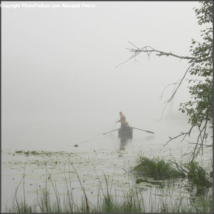Land, Marsh, Outdoors, Swamp, Water, Grass, Plant