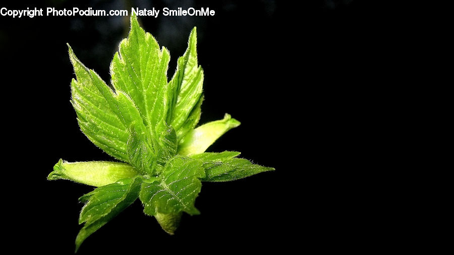 Herbs, Mint, Plant, Acanthaceae, Annonaceae, Blossom, Flora