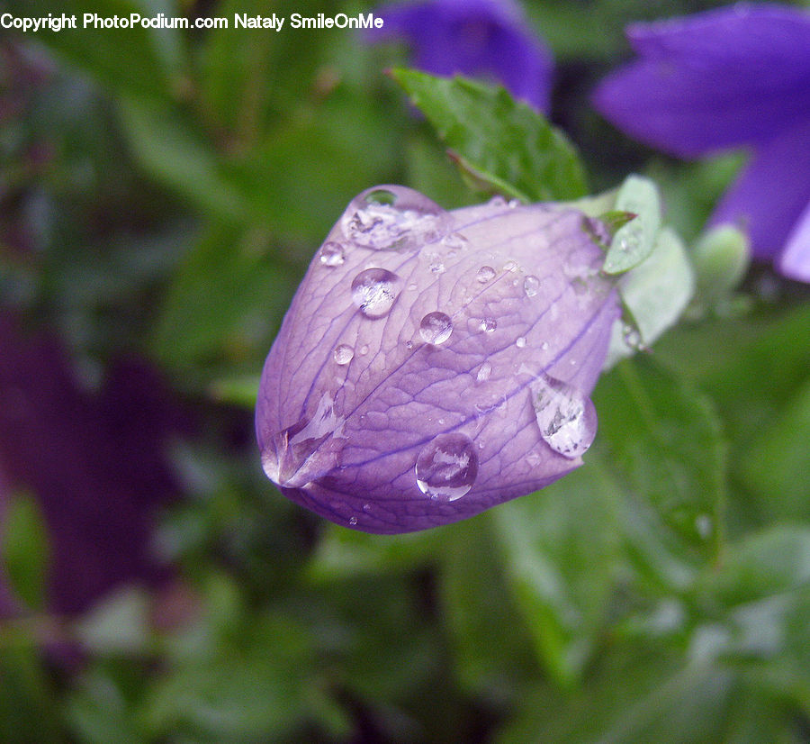 Blossom, Flora, Flower, Geranium, Plant, Crocus