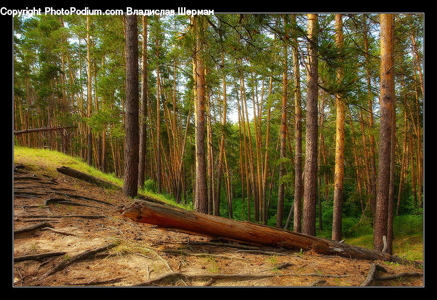 Forest, Vegetation, Grove, Land, Conifer, Fir, Plant