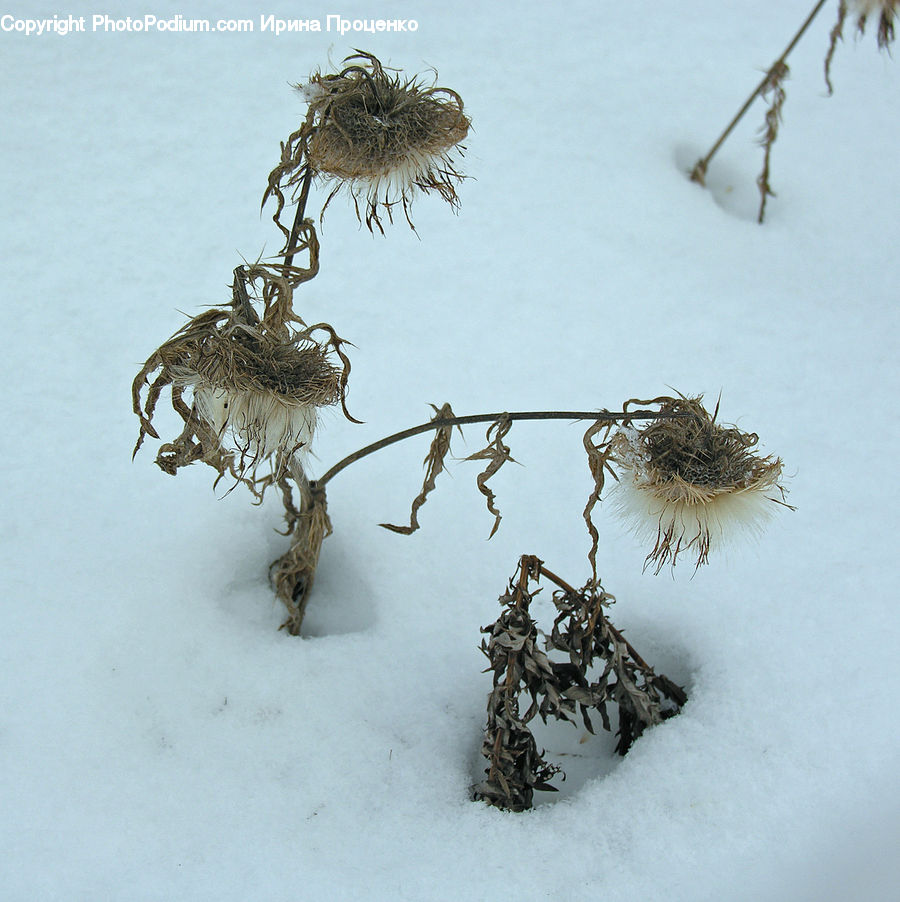 Bird Nest, Nest, Antler, Conifer, Fir, Spruce, Wood
