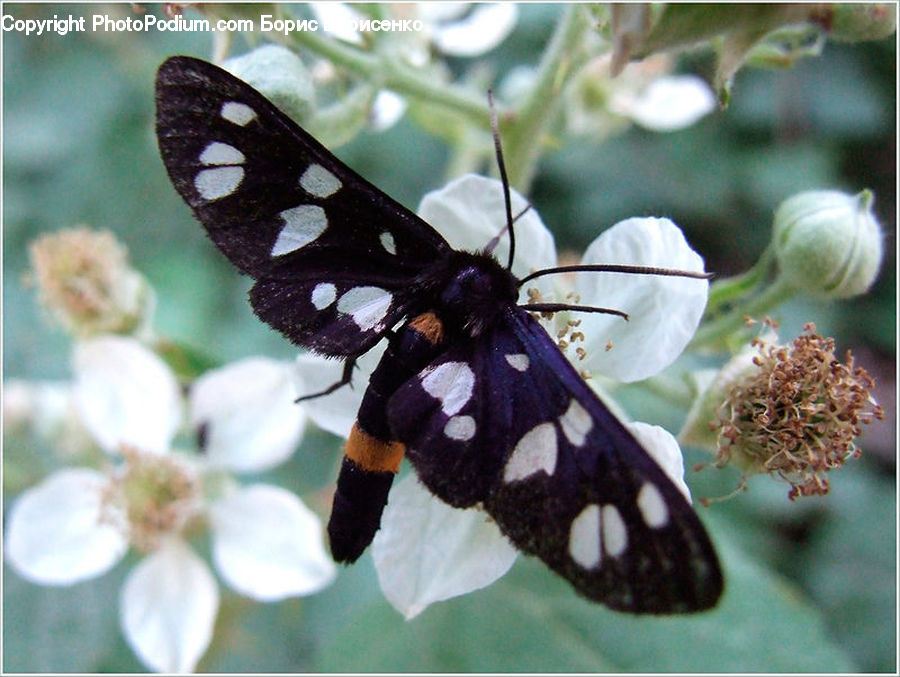 Butterfly, Insect, Invertebrate, Plant, Blossom, Flora, Flower