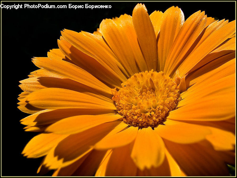 Asteraceae, Blossom, Flora, Flower, Plant, Treasure Flower, Daisies