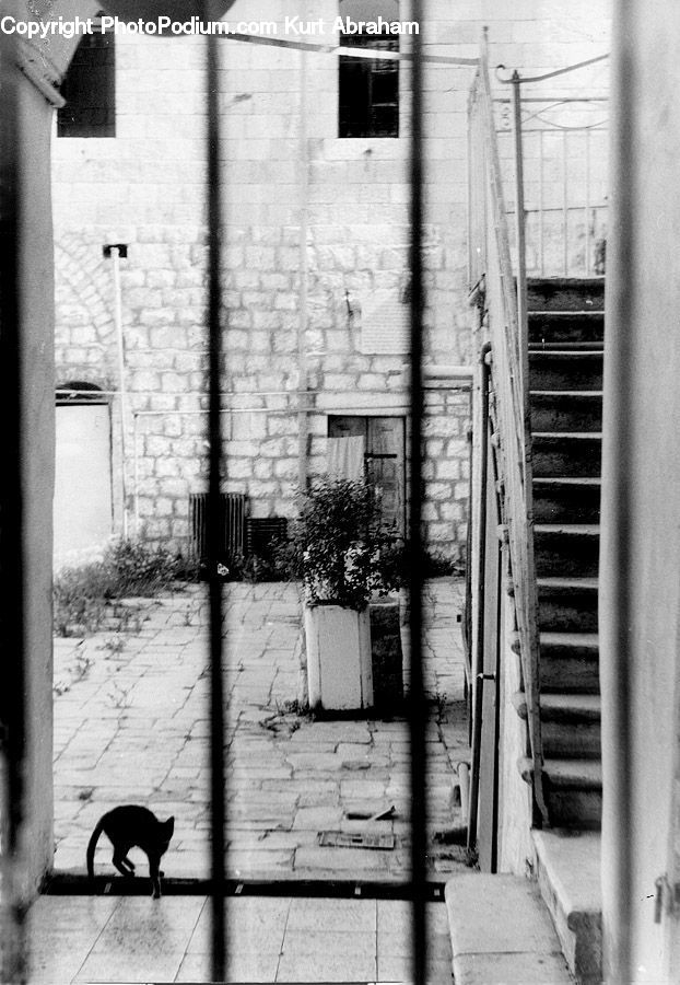 Animal, Cat, Mammal, Pet, Alley, Alleyway, Road