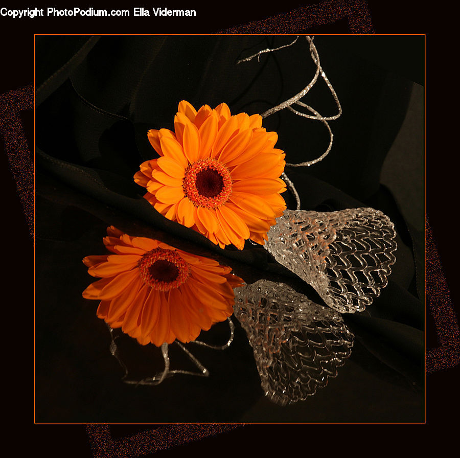 Daisies, Daisy, Flower, Plant, Blossom, Flora, Flower Arrangement