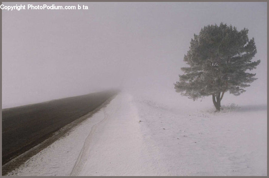 Blizzard, Outdoors, Snow, Weather, Winter, Conifer, Fir