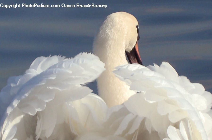 Bird, Swan, Waterfowl, Goose, Duck, Teal, Beak