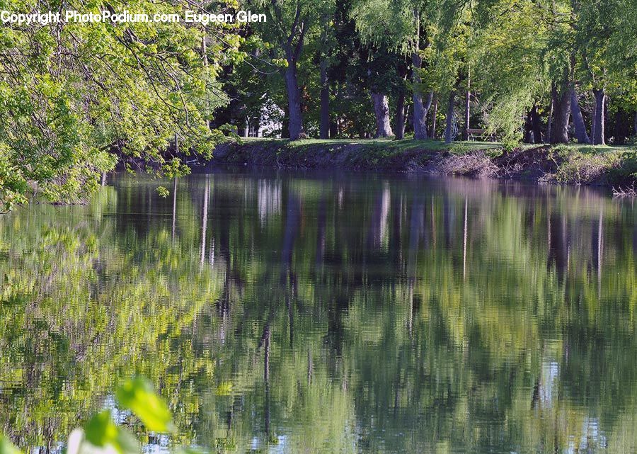 Outdoors, Pond, Water, Forest, Grove, Land, Fir