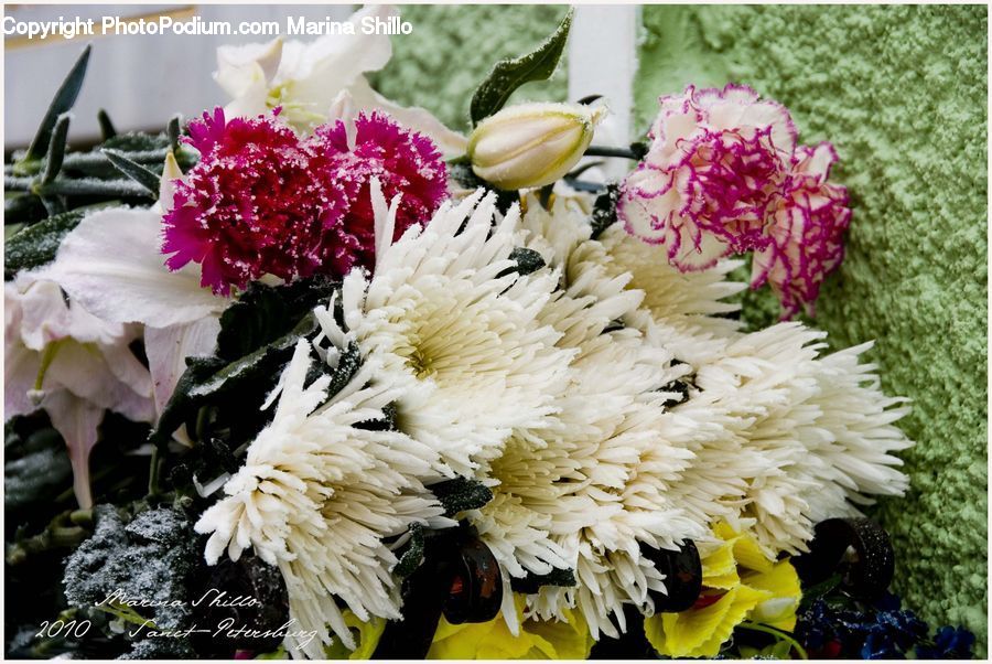Blossom, Carnation, Flower, Plant, Flower Arrangement, Flower Bouquet, Peony