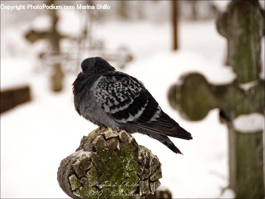 Bird, Pigeon, Cup, Dove, Blackbird