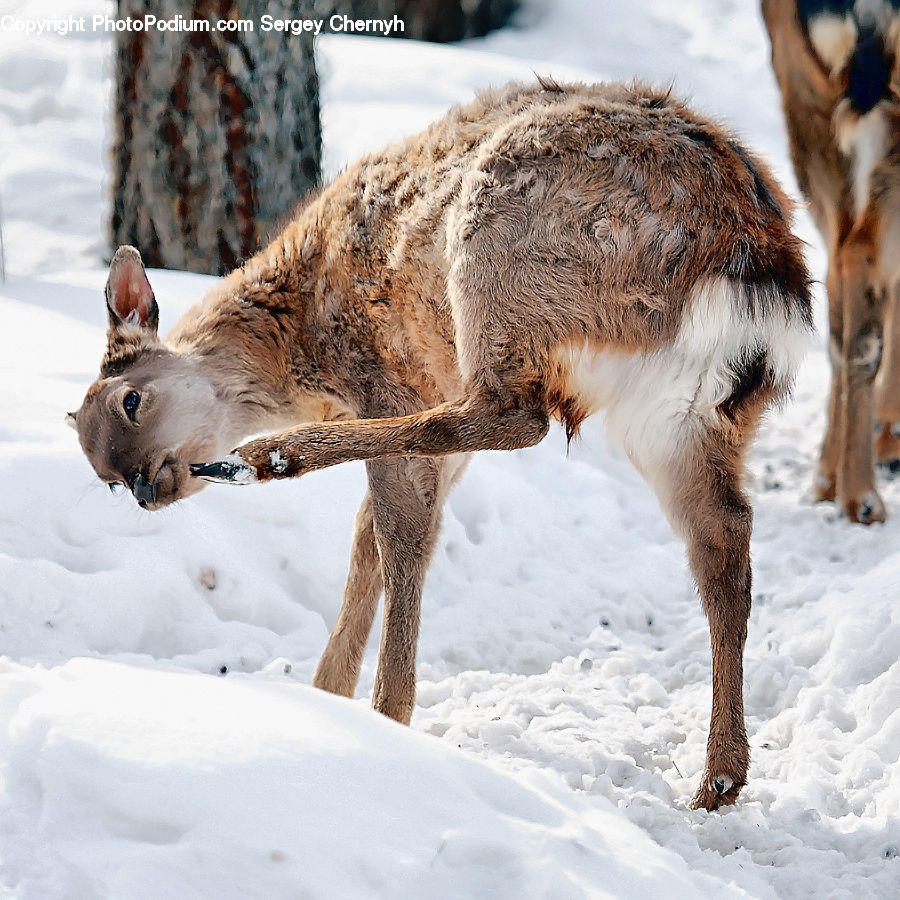 Ice, Outdoors, Snow, Animal, Boar, Hog, Mammal