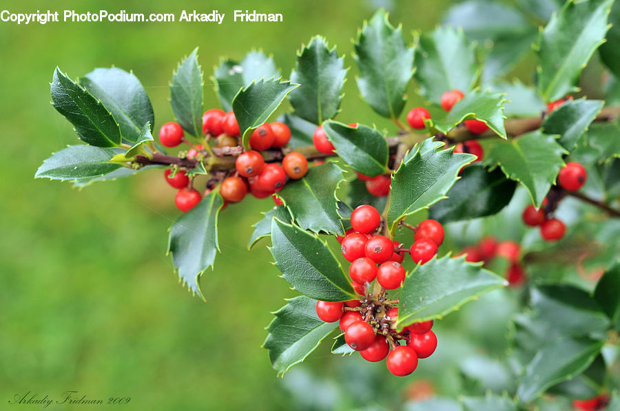 Fruit, Cherry, Plant, Leaf, Blossom, Flora, Flower