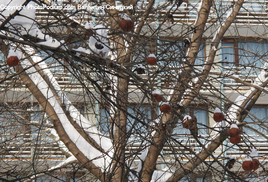 Birch, Tree, Wood, Construction, Scaffolding, Plant, Oak