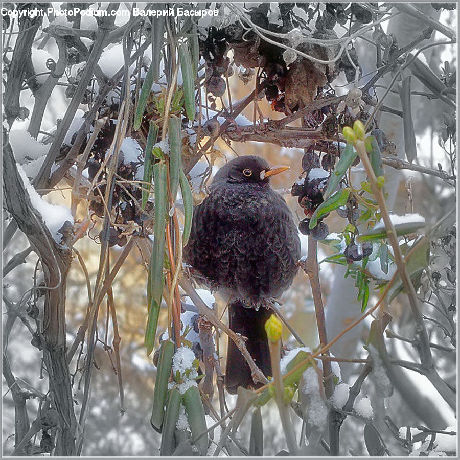 Bird, Blackbird, Bird Nest, Nest, Eagle, Plant, Vine
