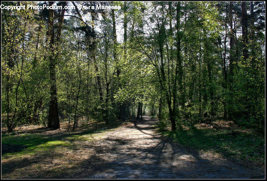 Dirt Road, Gravel, Road, Forest, Vegetation, Path, Walkway
