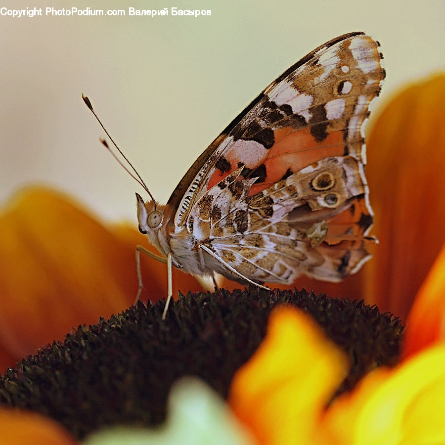 Butterfly, Insect, Invertebrate, Birch, Tree, Wood