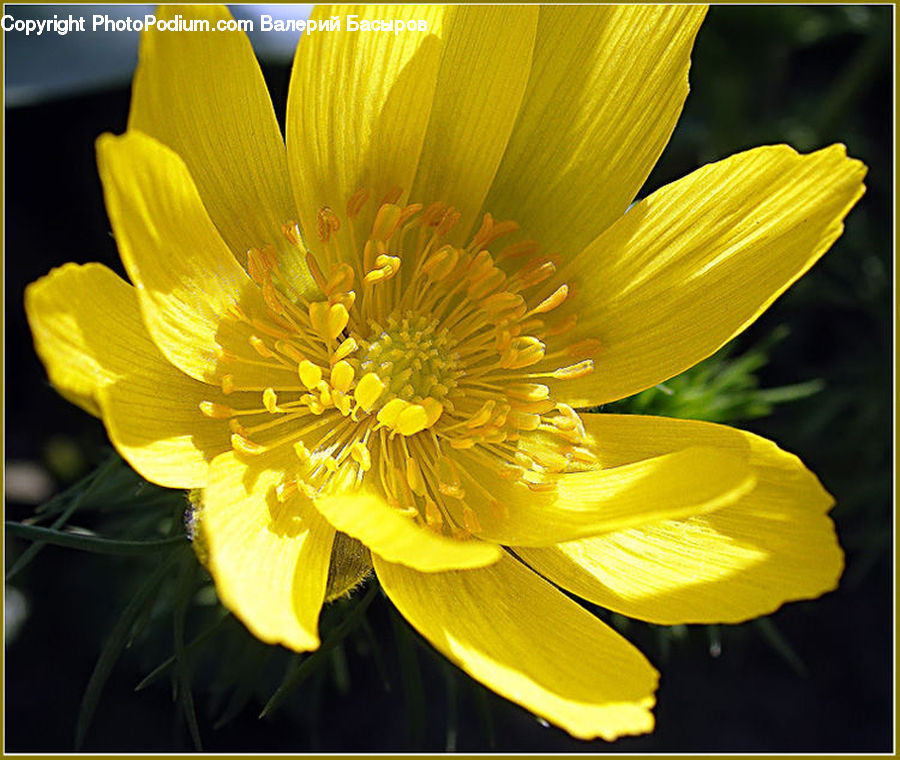 Blossom, Daffodil, Flora, Flower, Plant, Dahlia, Treasure Flower