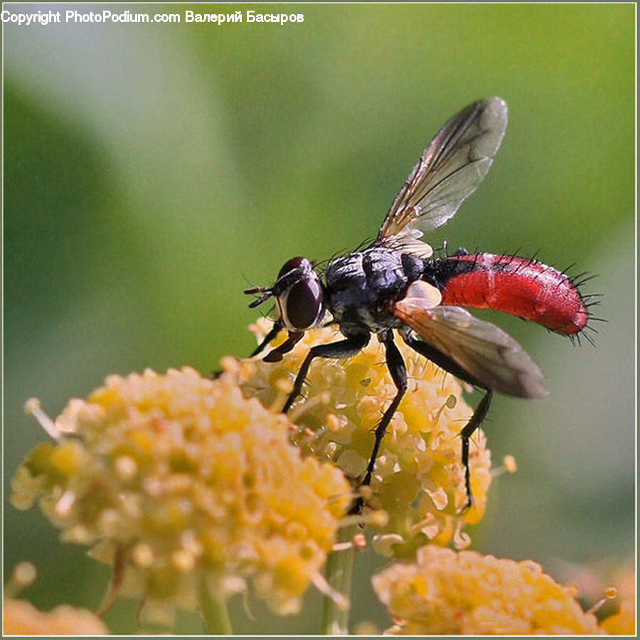 Bee, Insect, Invertebrate, Asilidae