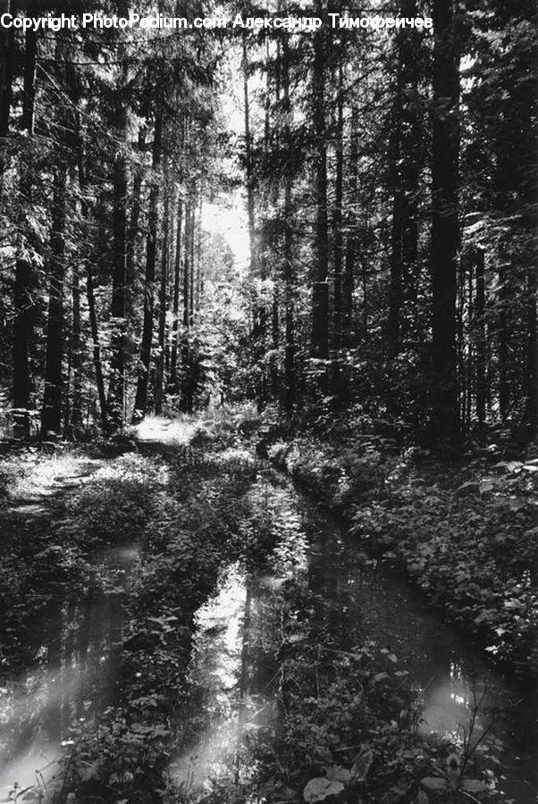 Forest, Vegetation, Grove, Land, Path, Trail, Jungle