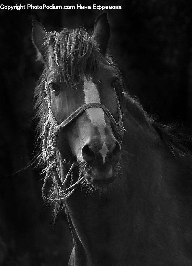 Animal, Horse, Mammal, Stallion