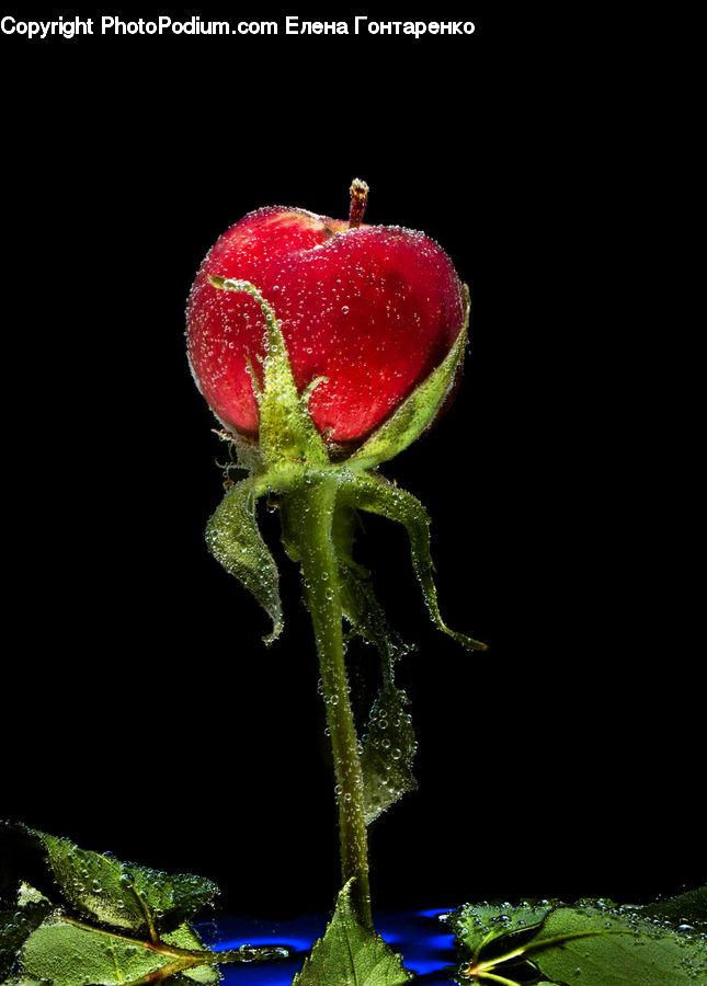 Bud, Plant, Fruit, Blossom, Flora, Flower
