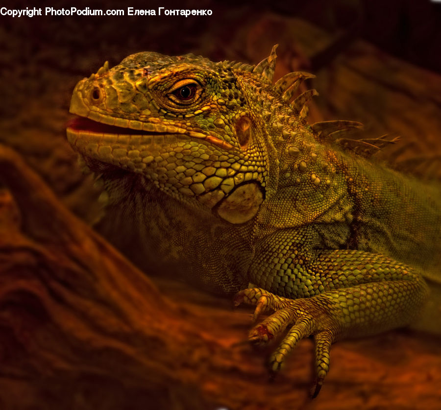 Iguana, Lizard, Reptile, Blossom, Flora, Flower, Plant
