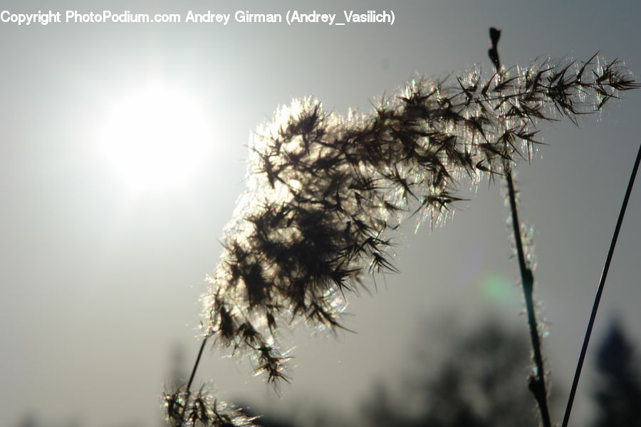 Grass, Plant, Reed, Weed, Conifer, Fir, Tree