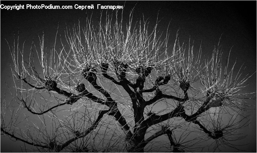 Plant, Tree, Silhouette, Willow, Blossom, Flora, Flower