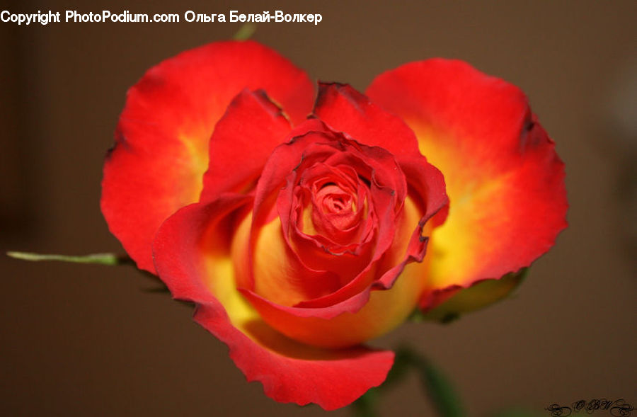 People, Person, Human, Blossom, Flower, Plant, Rose