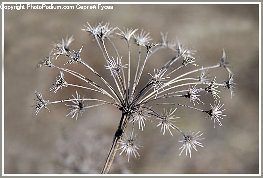 Dill, Plant, Field, Grass, Grassland, Weed, Blossom