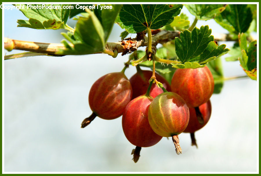 Fruit, Plant, Cricket Insect, Grasshopper, Insect, Invertebrate, Aphid