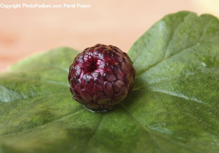 Artichoke, Plant, Fruit, Conifer, Fir, Tree, Raspberry