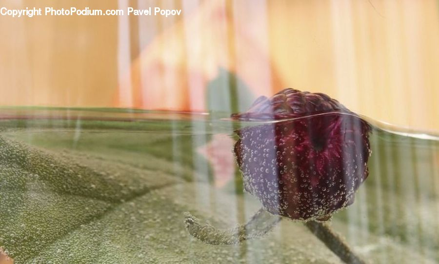 Blossom, Flora, Flower, Plant, Tulip, Water