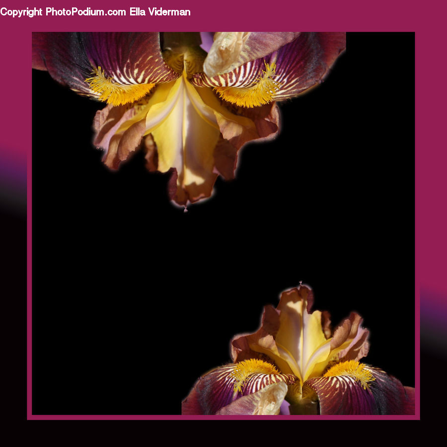 People, Person, Human, Flora, Flower, Iris, Plant
