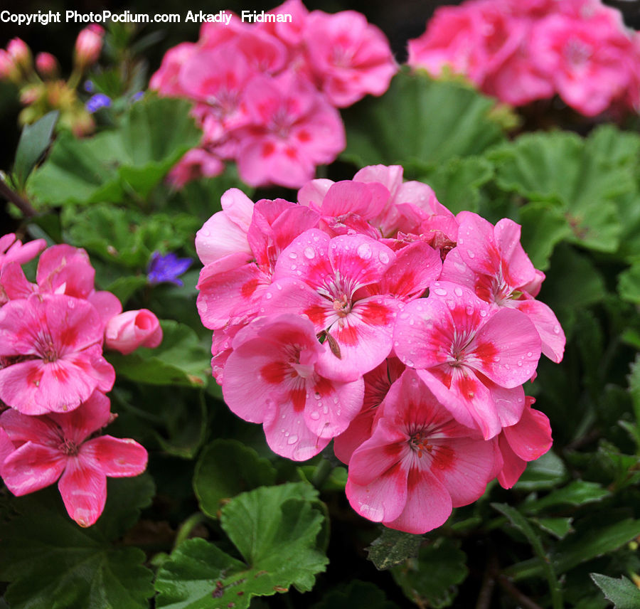 Blossom, Flora, Flower, Geranium, Plant, Peony, Carnation