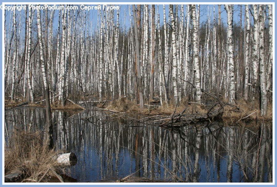 Land, Marsh, Outdoors, Swamp, Water, Birch, Tree