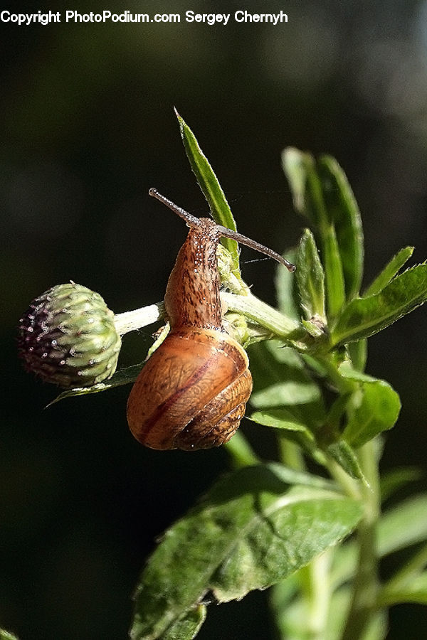 Artichoke, Plant, Acanthaceae, Annonaceae, Fruit, Bud, Bird