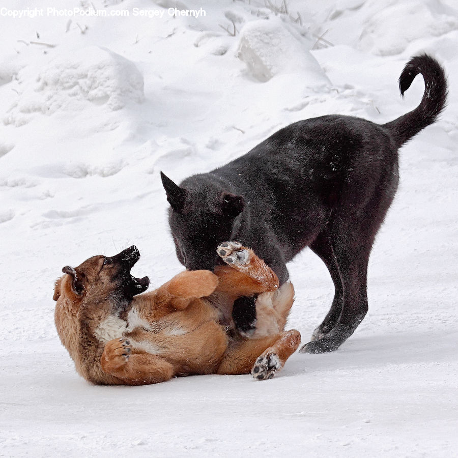 Animal, Cougar, Lion, Puma, Canine, Dog, Labrador Retriever