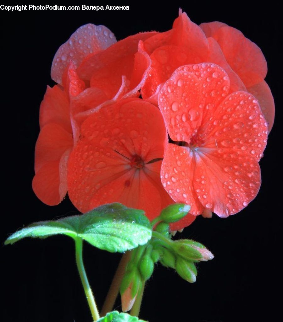 Blossom, Flora, Flower, Geranium, Plant