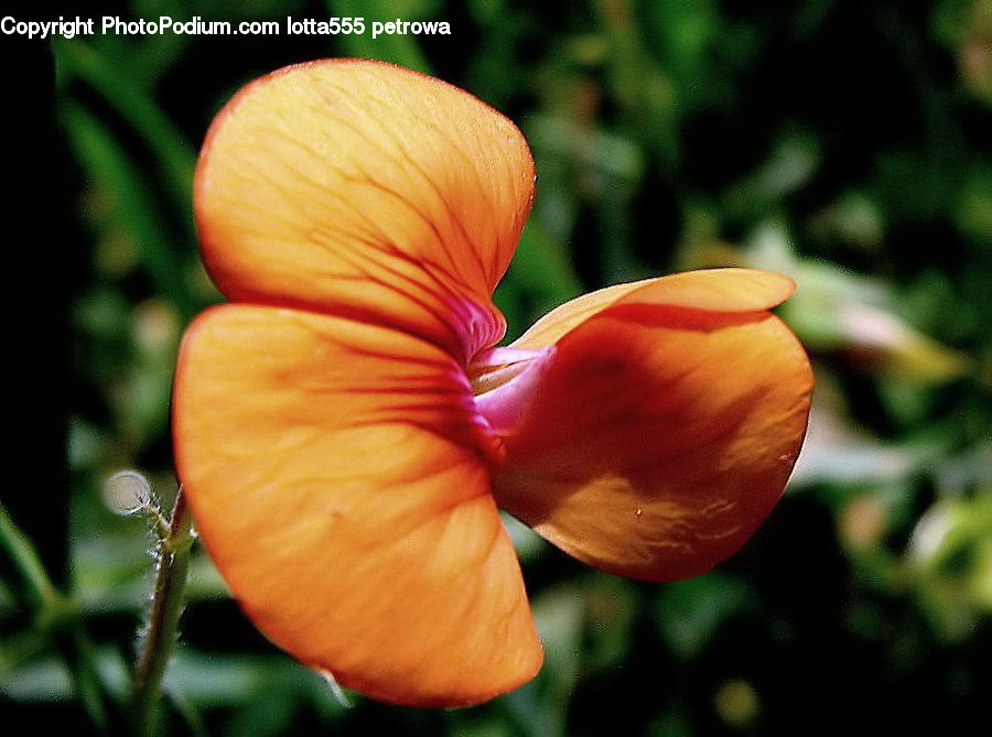 Blossom, Flora, Flower, Geranium, Plant, Crocus, Lily