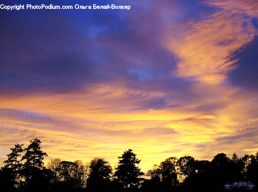 Dawn, Dusk, Red Sky, Sky, Sunrise, Sunset, Conifer