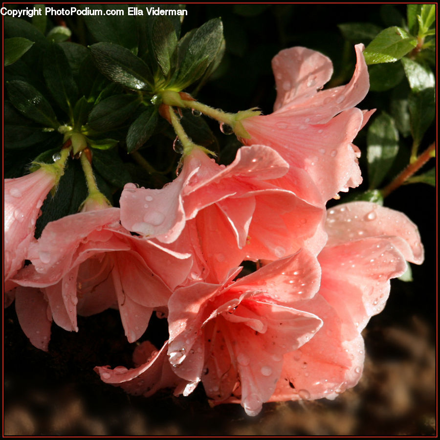Blossom, Flora, Flower, Geranium, Plant, Gladiolus, Petal