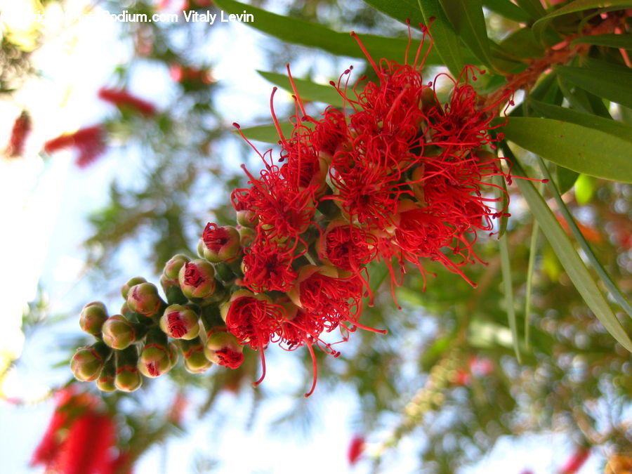 Fruit, Blossom, Flora, Flower, Geranium, Plant, Bush