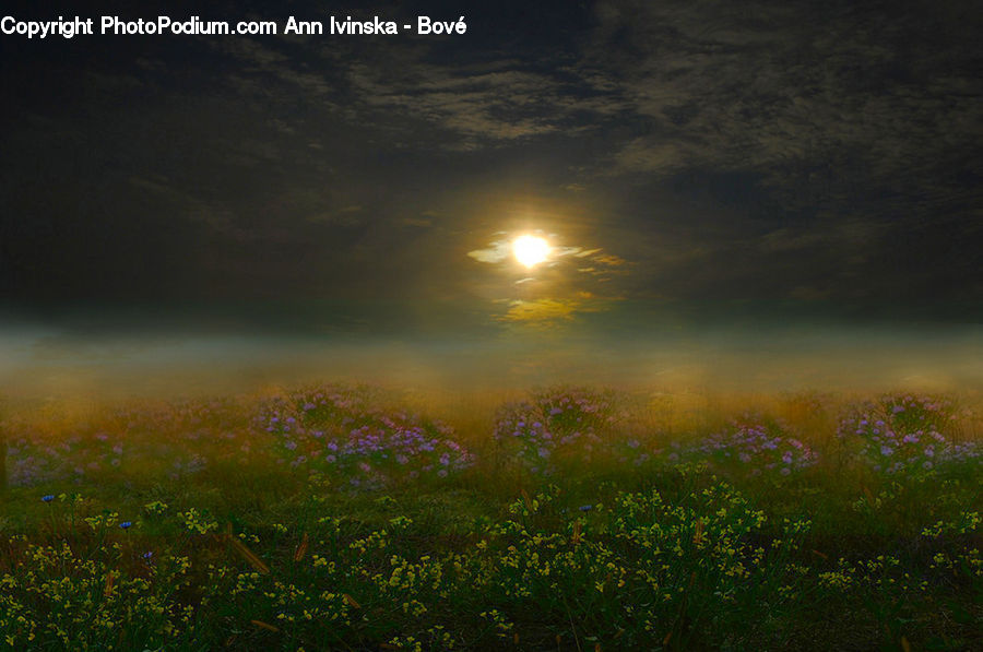 Field, Grass, Grassland, Land, Outdoors, Plant, Landscape