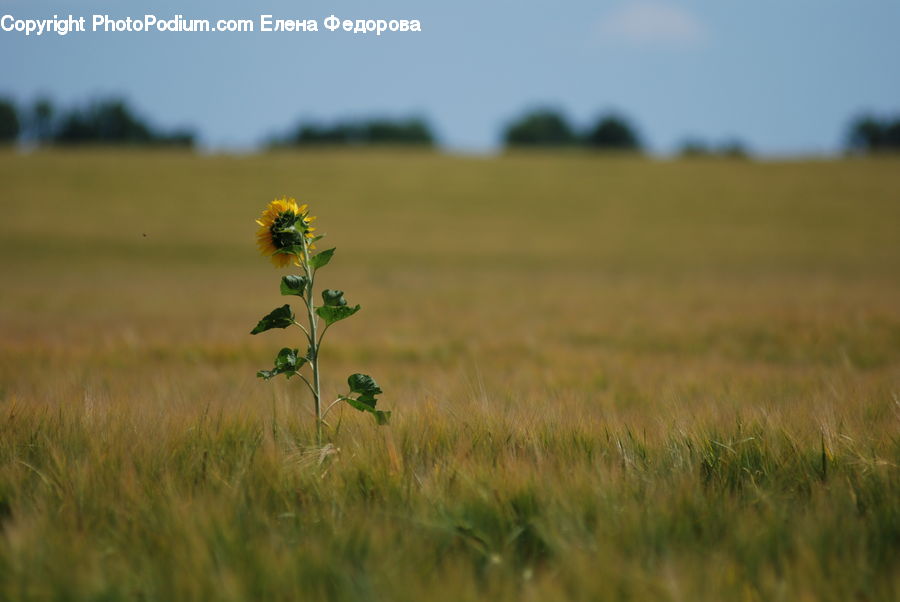 Flora, Flower, Plant, Thistle, Weed, Field, Grass