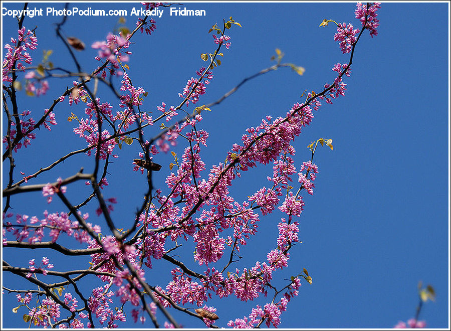 Blossom, Flora, Flower, Plant, Cherry Blossom