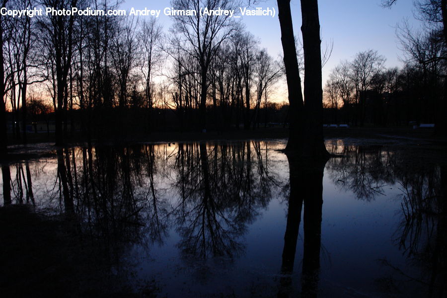 Outdoors, Pond, Water, Plant, Tree, Forest, Vegetation