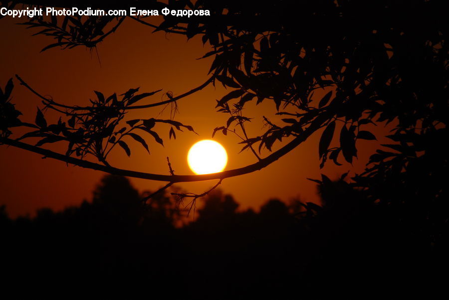 Plant, Potted Plant, Silhouette, Wire, Tree, Sun, Dusk